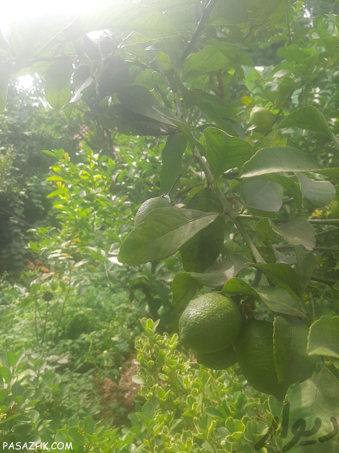 خدمات باغبانی و کشاورزی سم‌پاشی آبیاری پیوندزنی