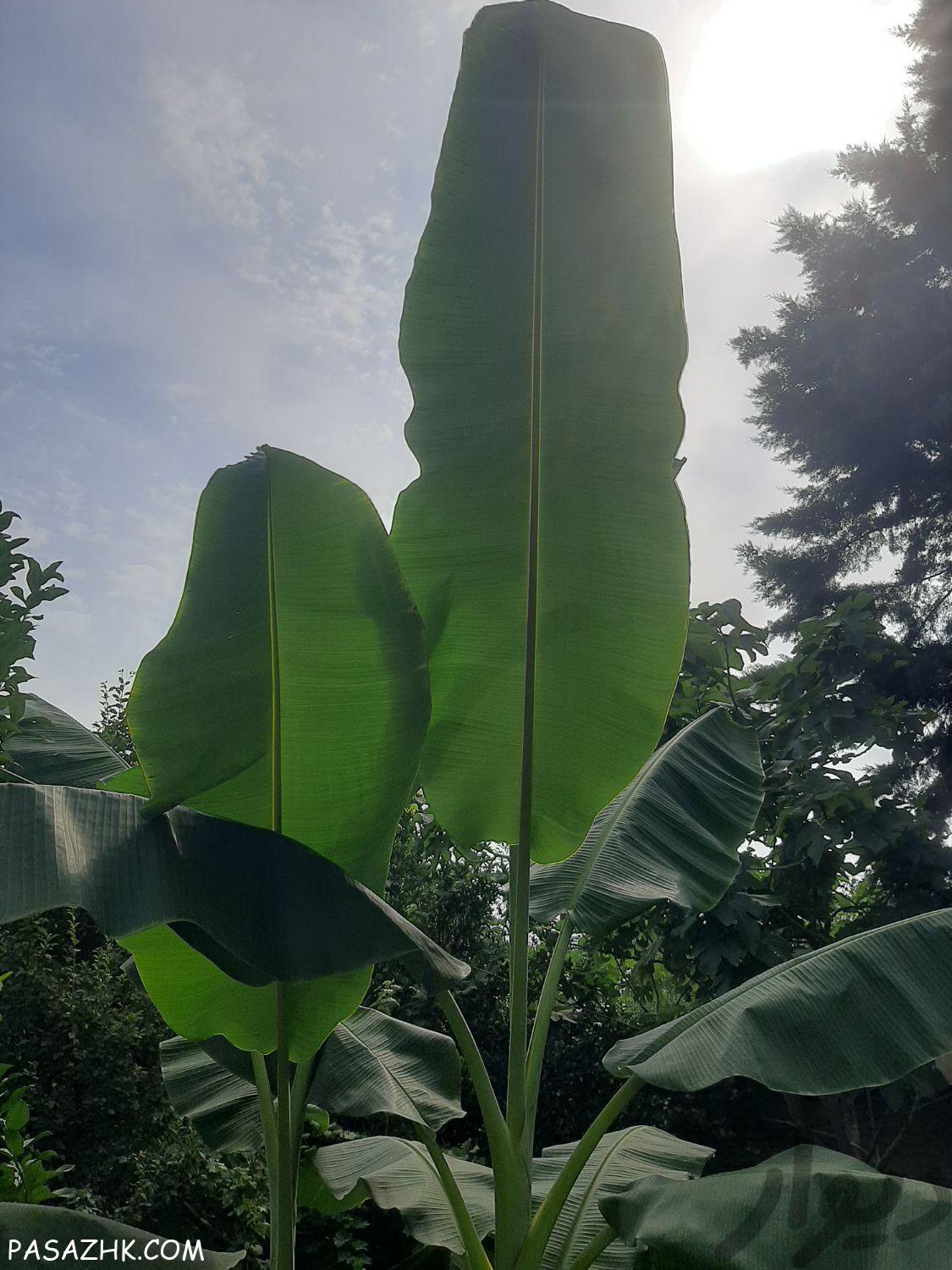 خدمات باغبانی و کشاورزی سم‌پاشی آبیاری پیوندزنی