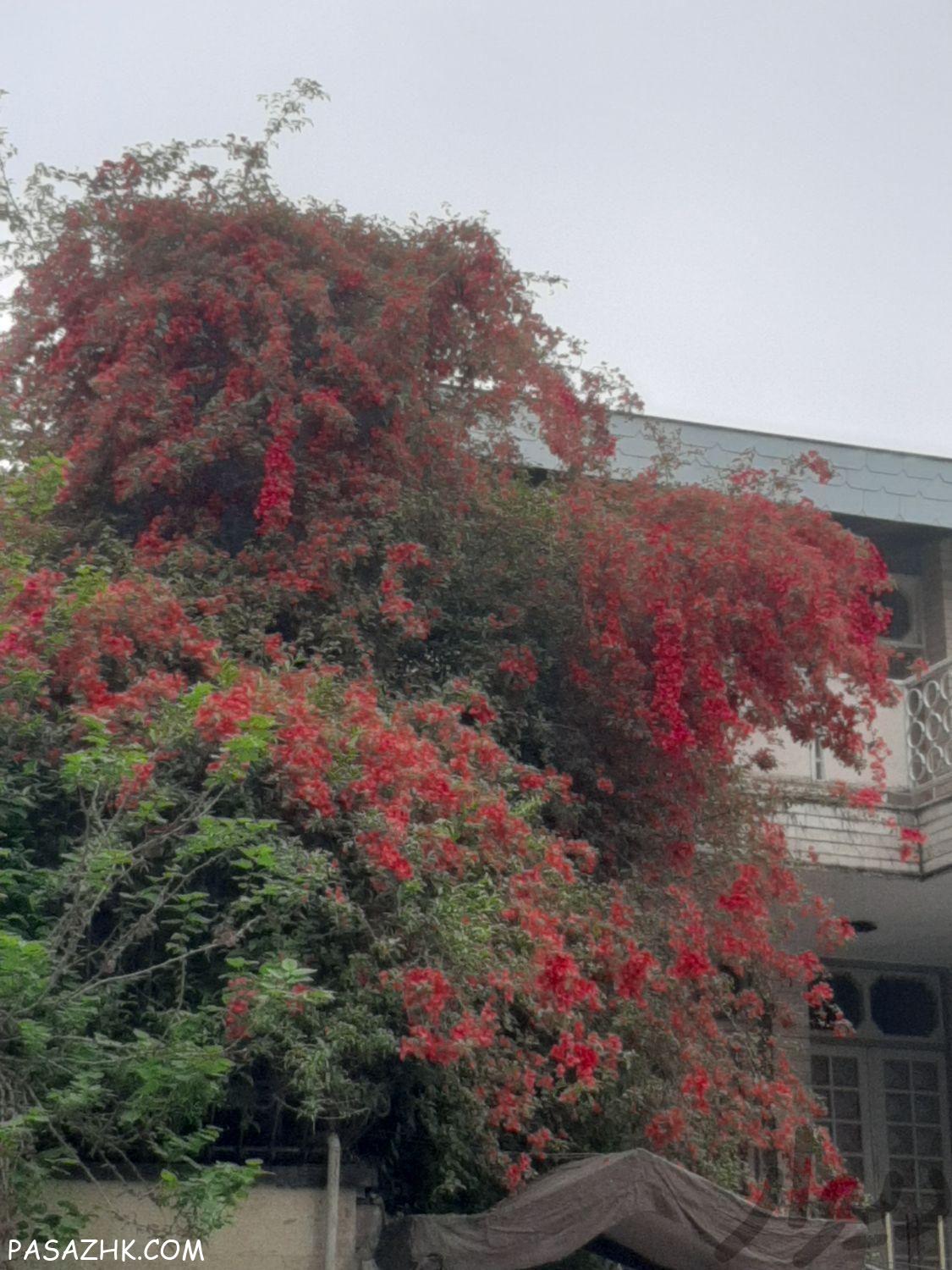 خدمات باغبانی و کشاورزی سم‌پاشی آبیاری پیوندزنی