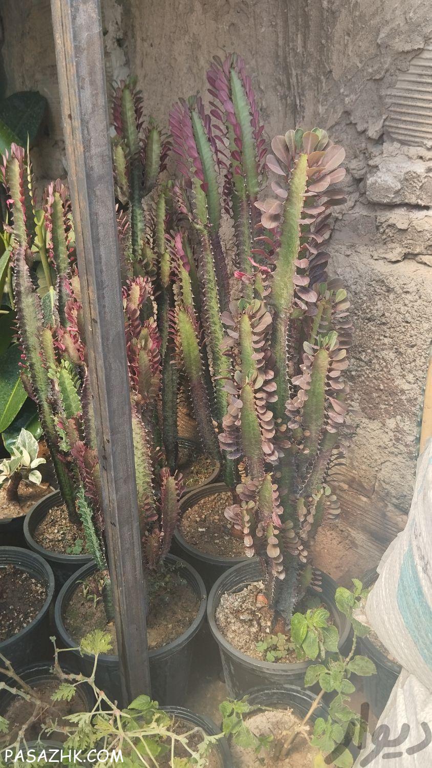 فروش گل و گیاه آپارتمانی و باغچه ای