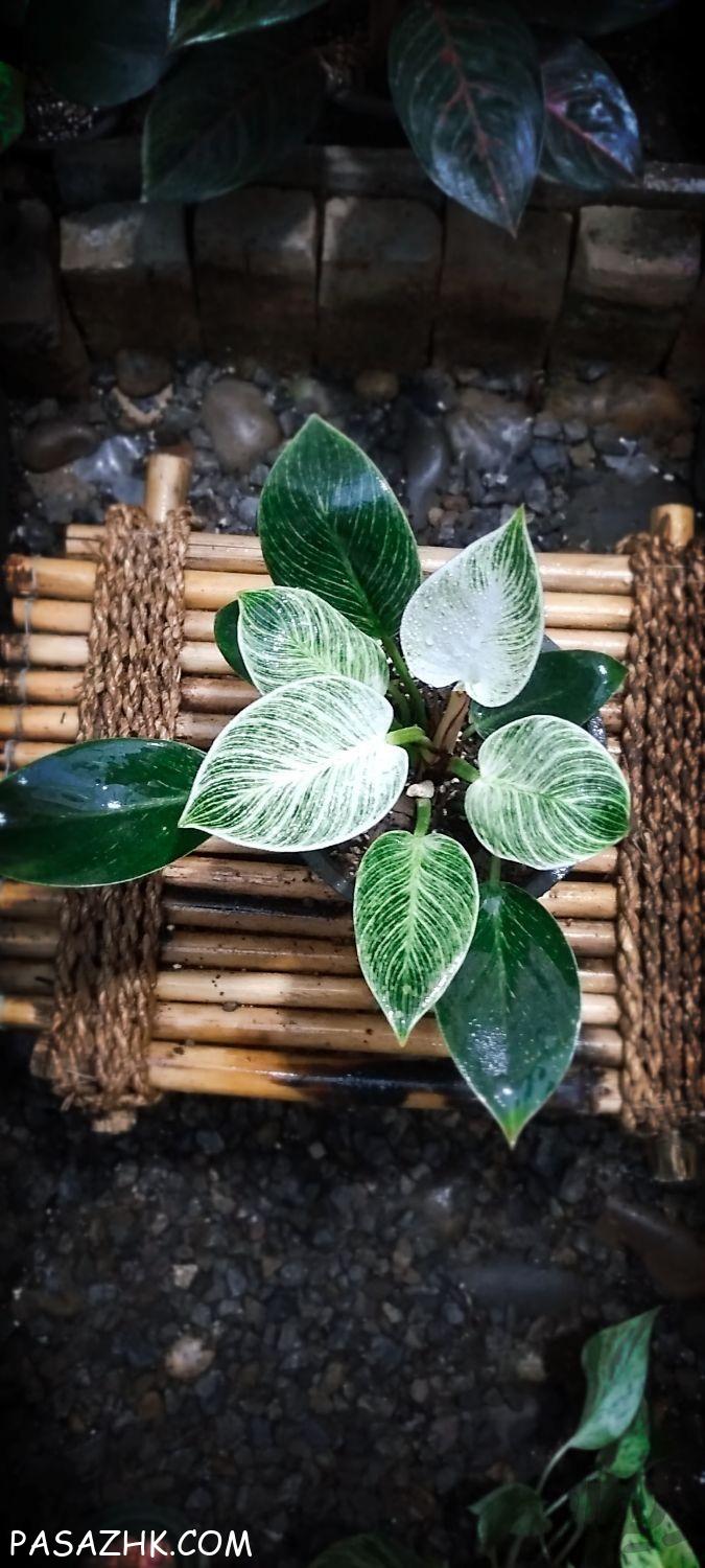 فروش گل و گیاه طبیعی تک و عمده