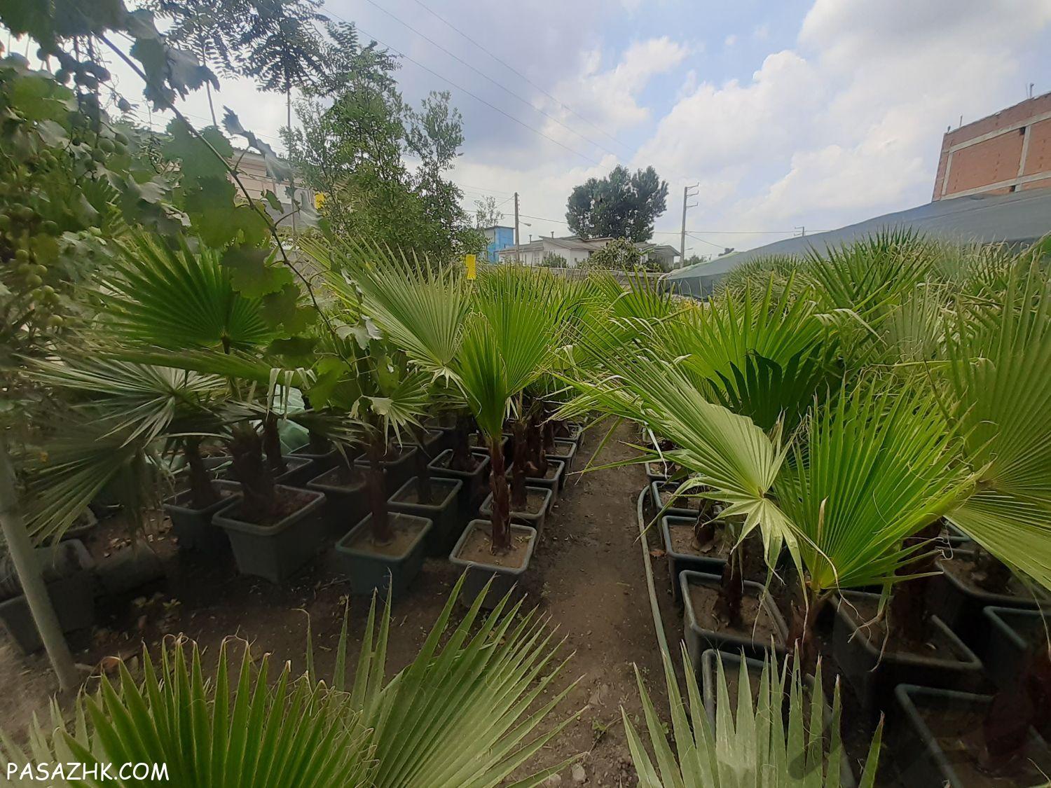 پالم گلدونی و بوته ای