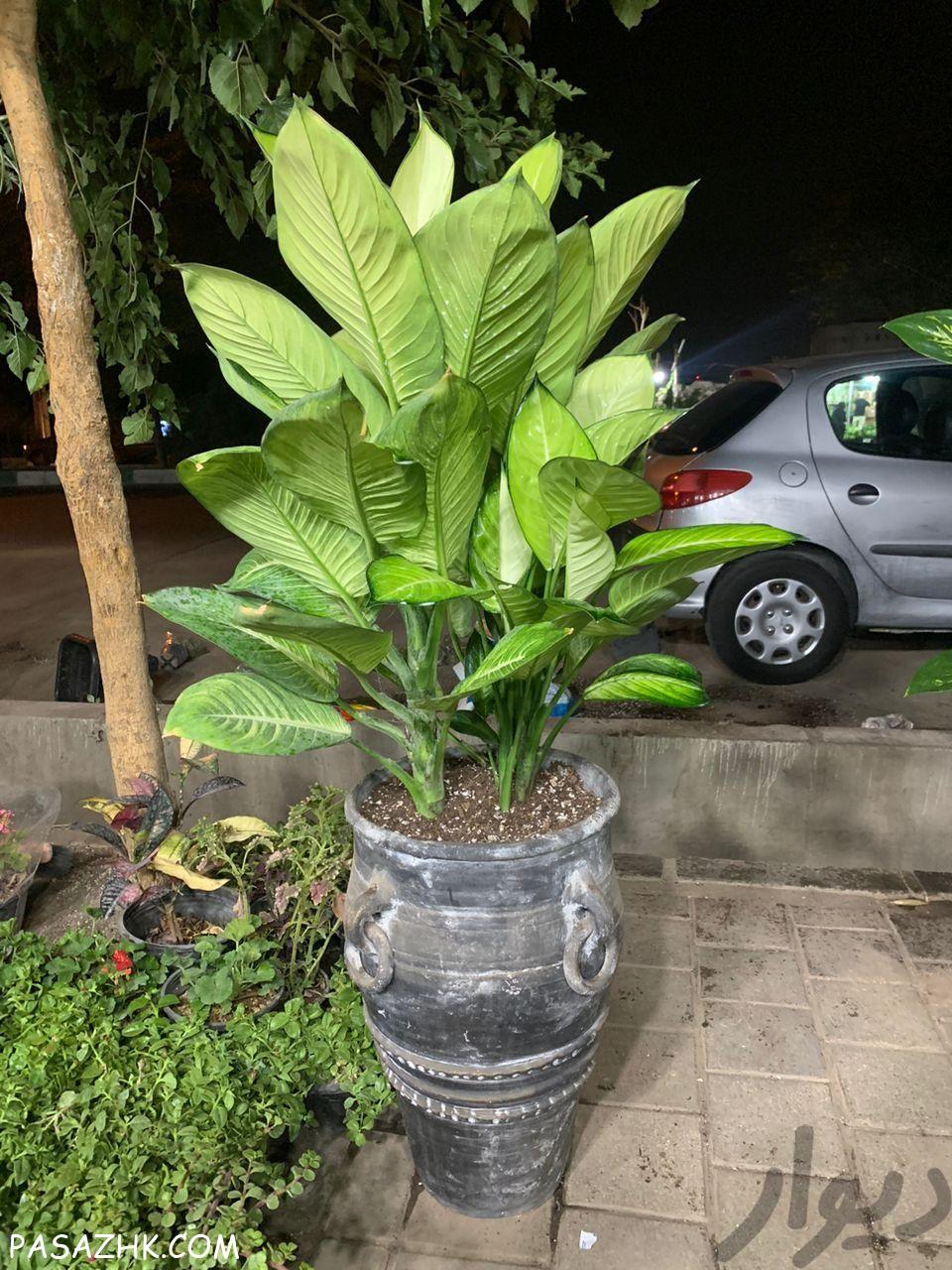 گل و گیاه آپارتمانی