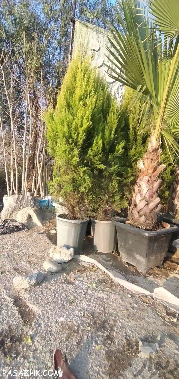 نهال و درخت گل و گیاه تزینات باغ و باغچه