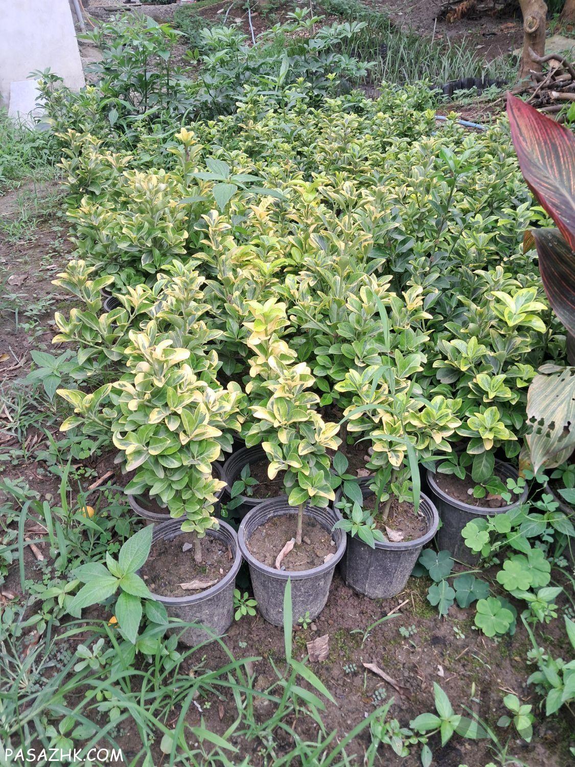 فروش انواع گل و درخت