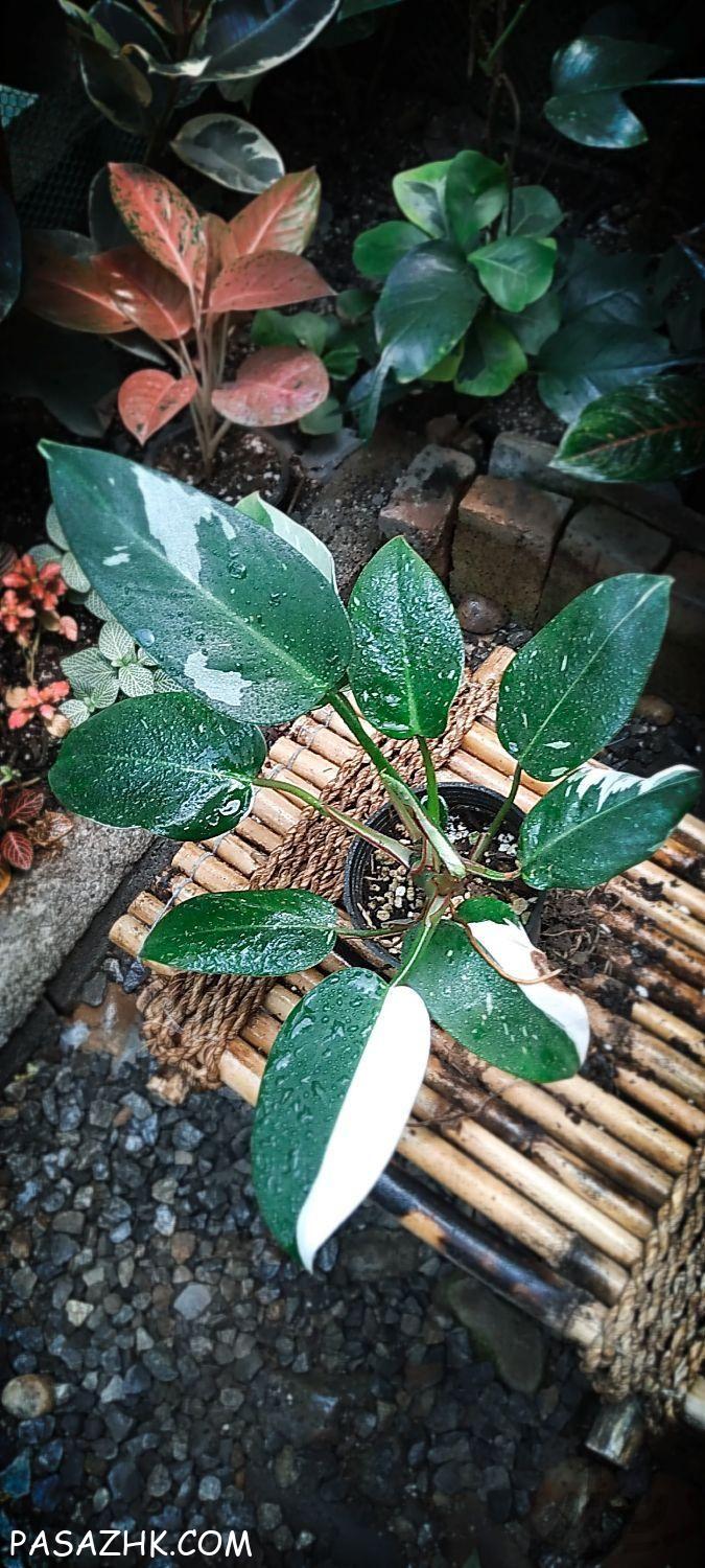 فروش گل و گیاه طبیعی تک و عمده