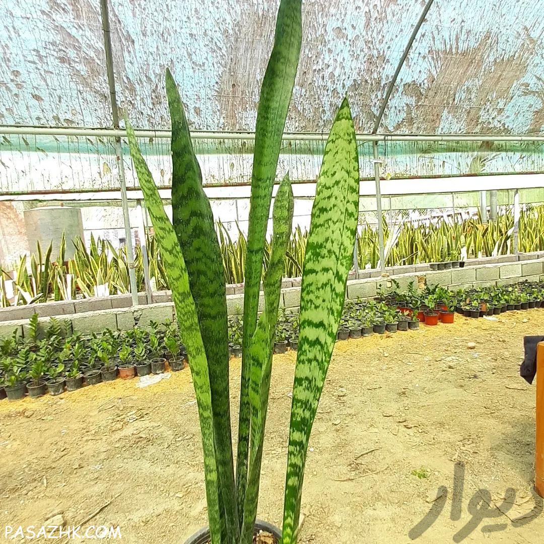 سانس سبز و امریکن