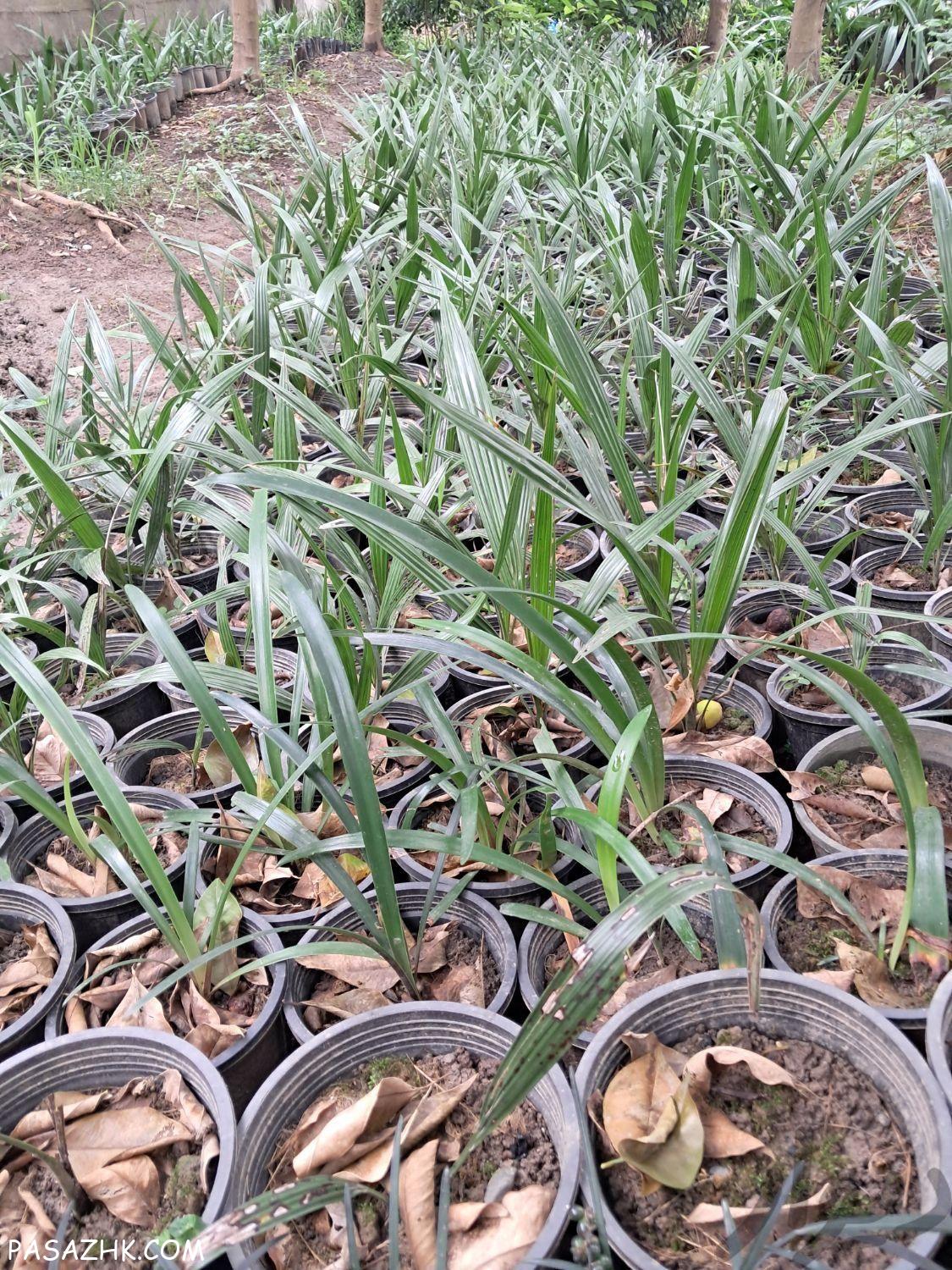 فروش انواع گل و درخت