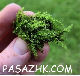 فروش گل و گیاه های خاص و زیبا