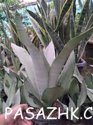 عمده فروشی گل – فروش گل و گیاه