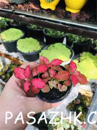 فروش گل و گیاه های خاص و زیبا