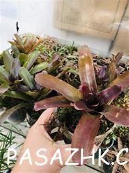 فروش گل و گیاه های خاص و زیبا