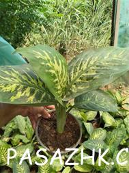 عمده فروشی گل – فروش گل و گیاه