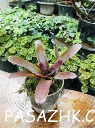 فروش گل و گیاه های خاص و زیبا