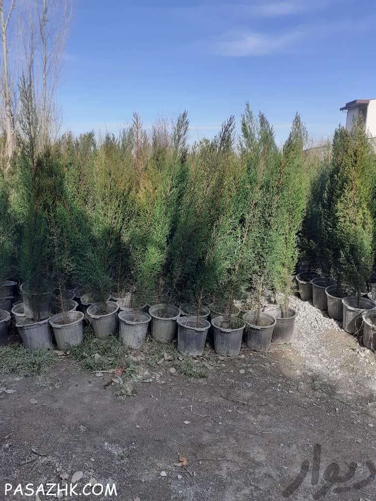 نهال و درخت گل و گیاه تزینات باغ و باغچه