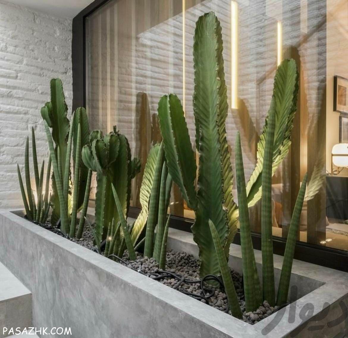 تولید و توزیع انواع کاکتوس های و دکوراتیوی