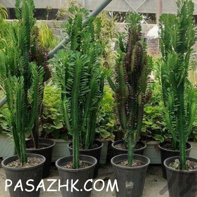 c2a08bf7-96bc-45f2-8828-15a41ba26746