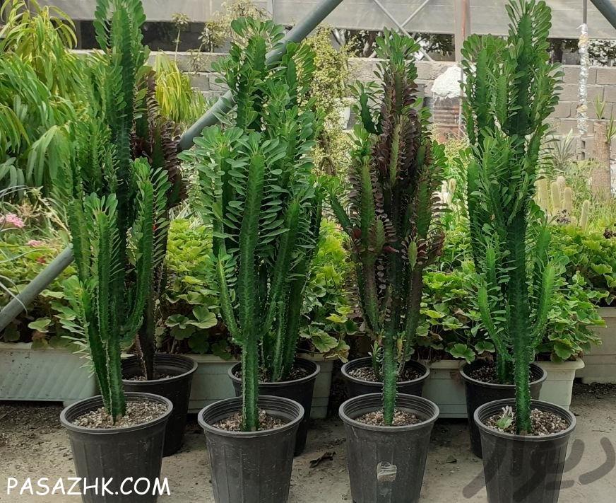 گل و گیاه تریگونا