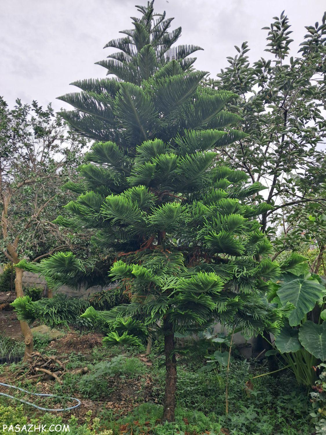 فروش انواع گل و درخت