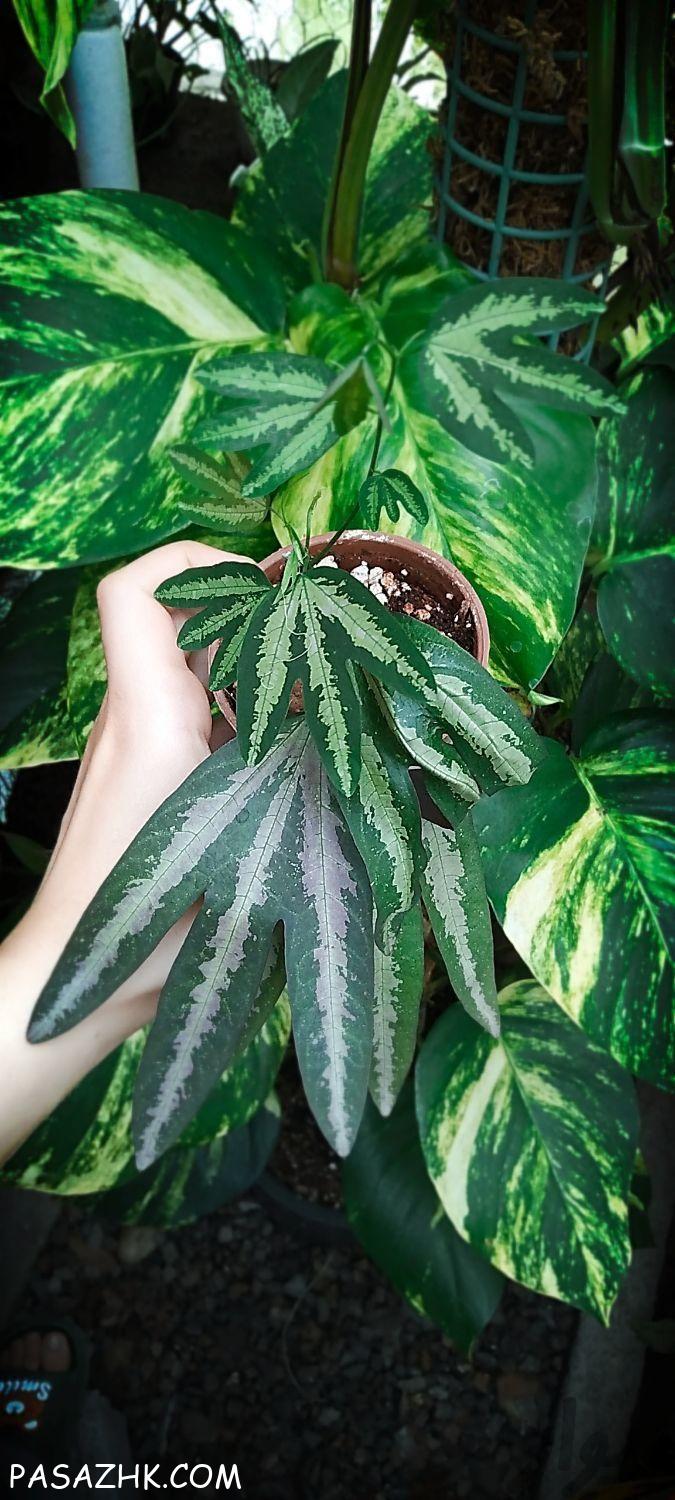 فروش گل و گیاه طبیعی تک و عمده