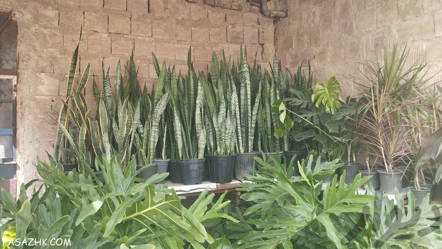 فروش گل و گیاه آپارتمانی و باغچه ای