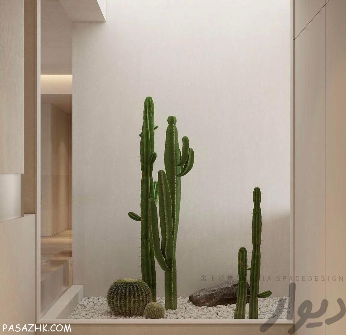 تولید و توزیع انواع کاکتوس های و دکوراتیوی