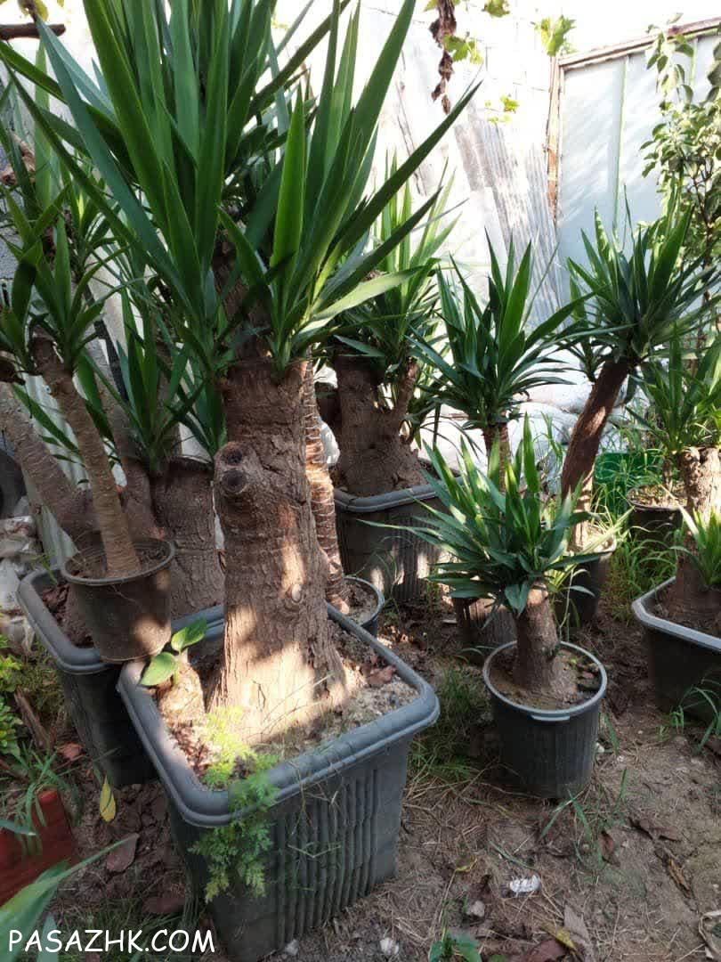 فروش عمده بابا آدم