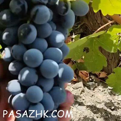 photo_2024-08-22_03-45-34