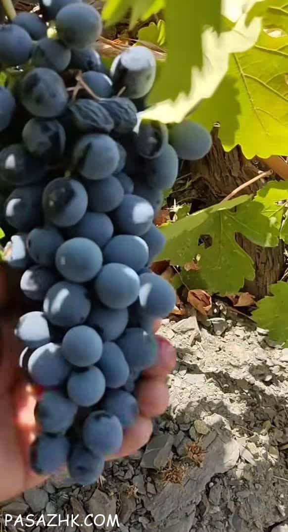 بزرگترین تولیدکننده ی انگور دیم آذربایجان