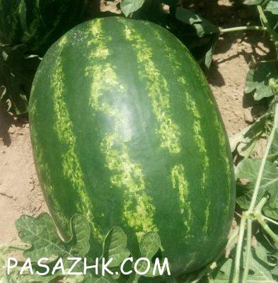 web-1715423412357-992081114-9u0jCaTmIyGTJwgmWI2vt2mcXAtmAS14aRNjhEFW