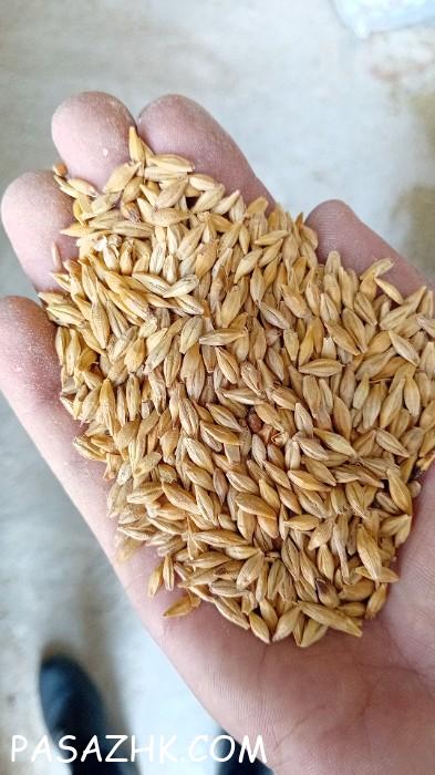 فروش عمده جو در همدان