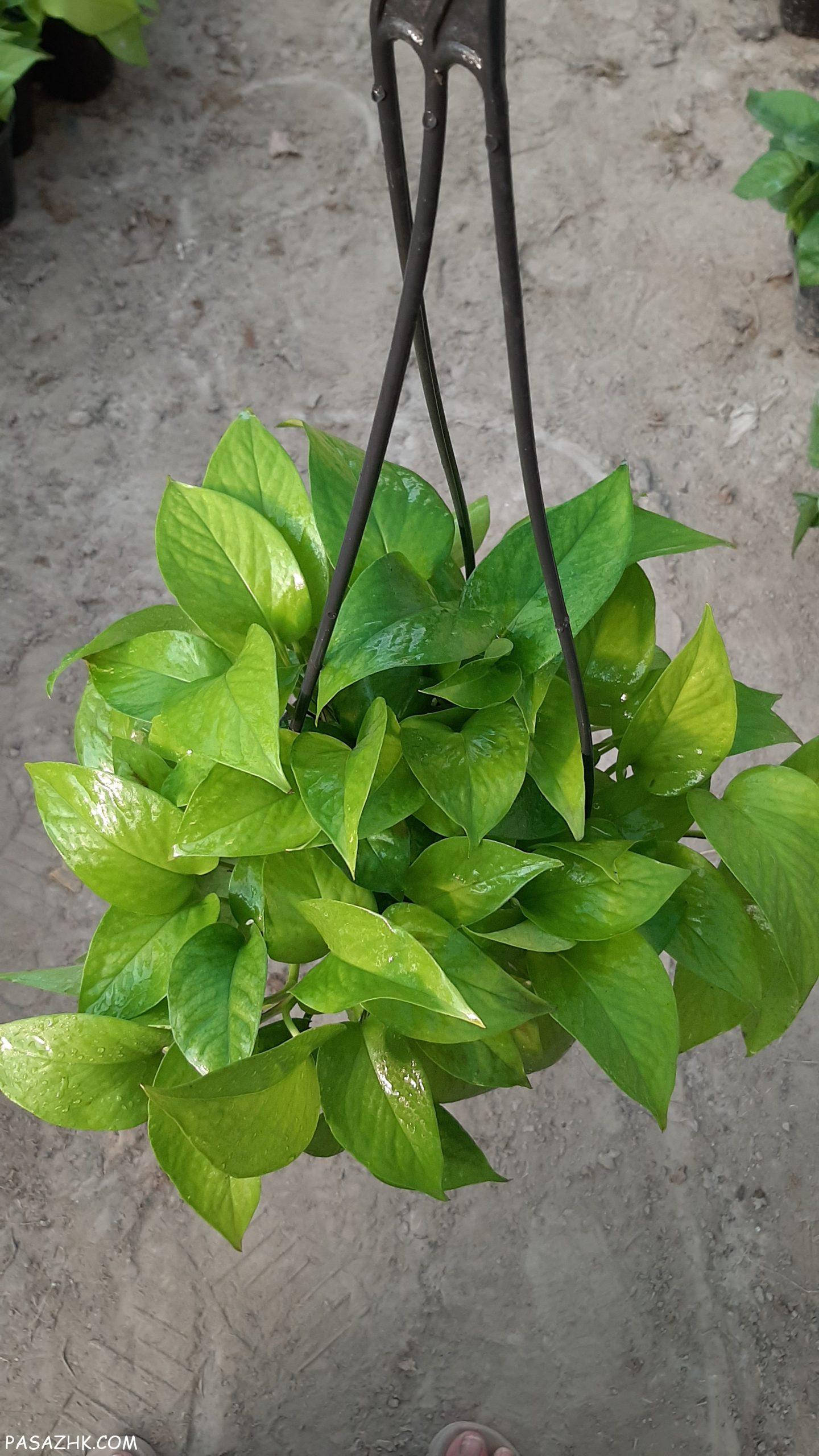 فروش انواع پتوس و اسکاندیس