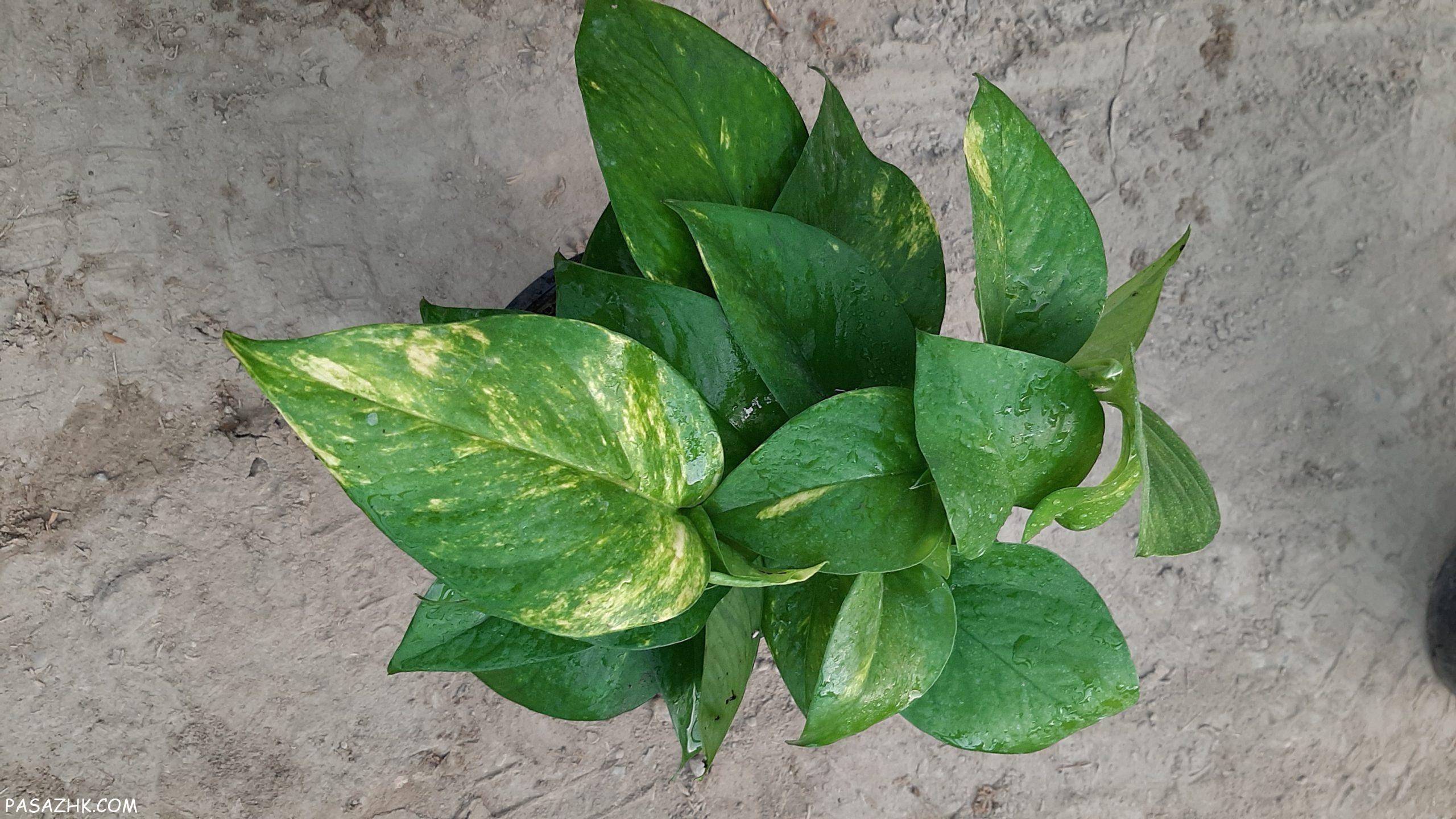 فروش انواع پتوس و اسکاندیس