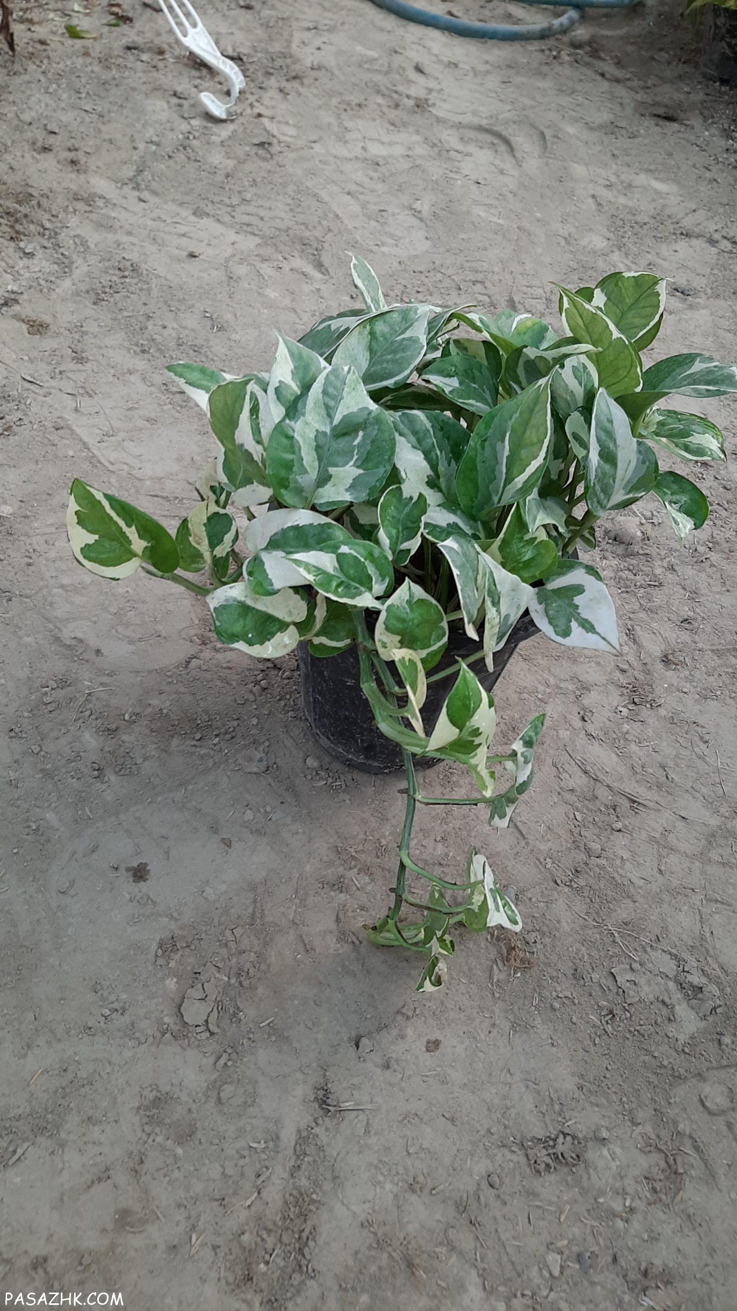 فروش انواع پتوس و اسکاندیس