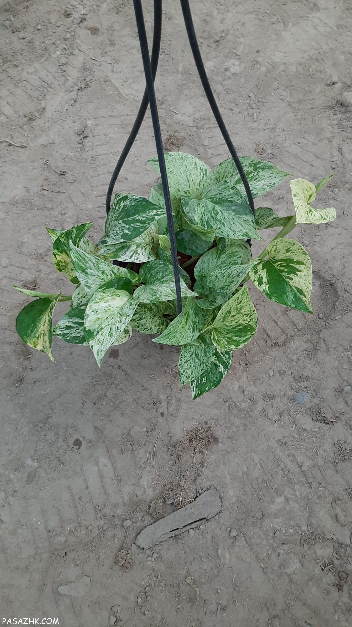 فروش انواع پتوس و اسکاندیس