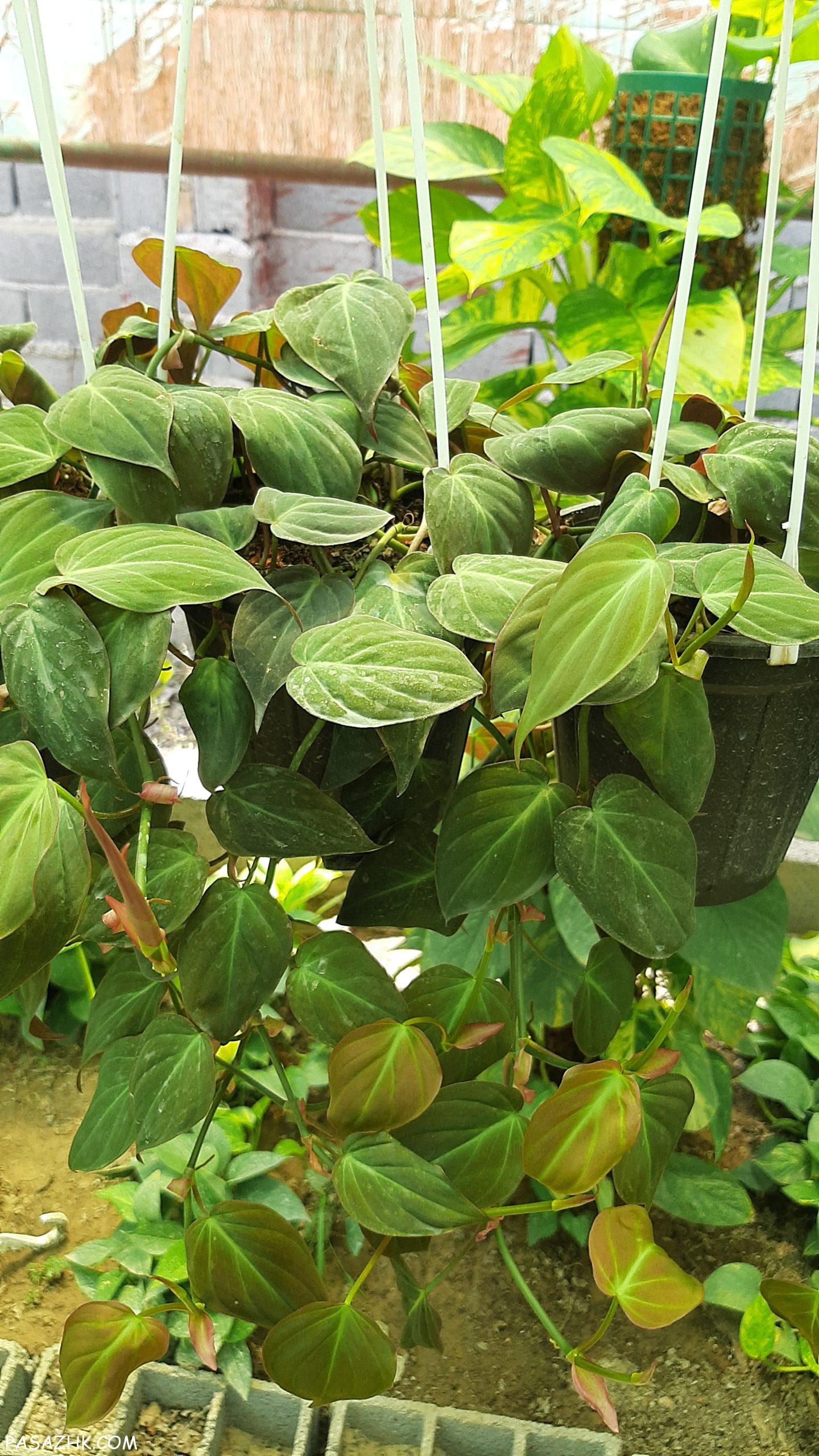 فروش انواع پتوس و اسکاندیس