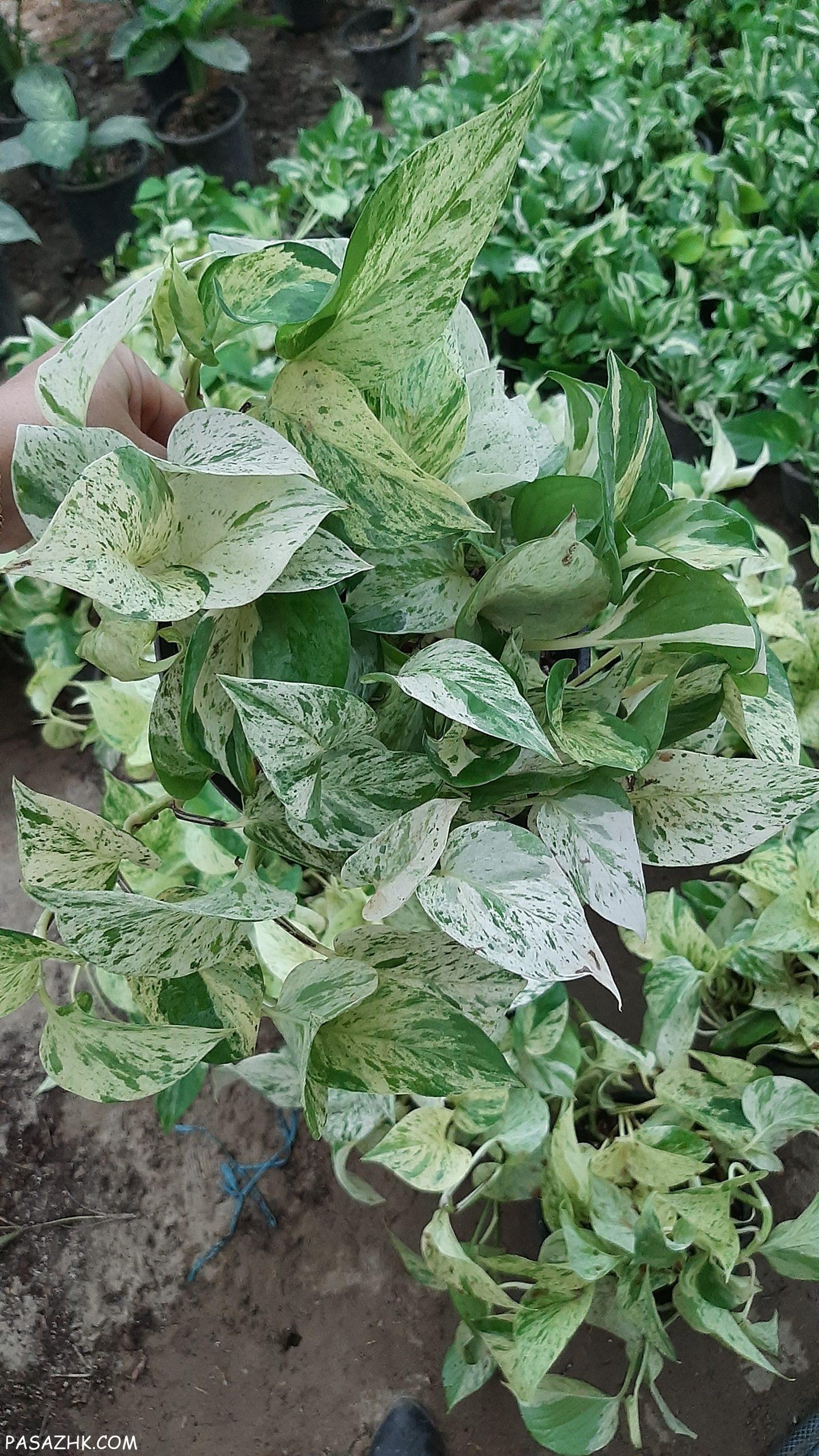 فروش انواع پتوس و اسکاندیس