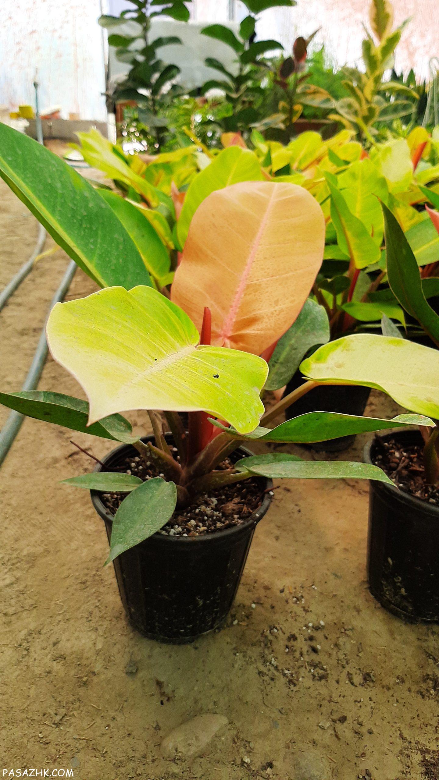 فیلودندرون پرتقالی و بلک