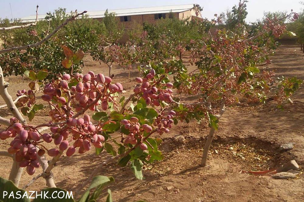 پسته یوسفیان تربت حیدریه