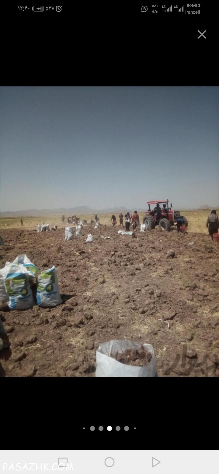 پیاز مرغوب زعفران