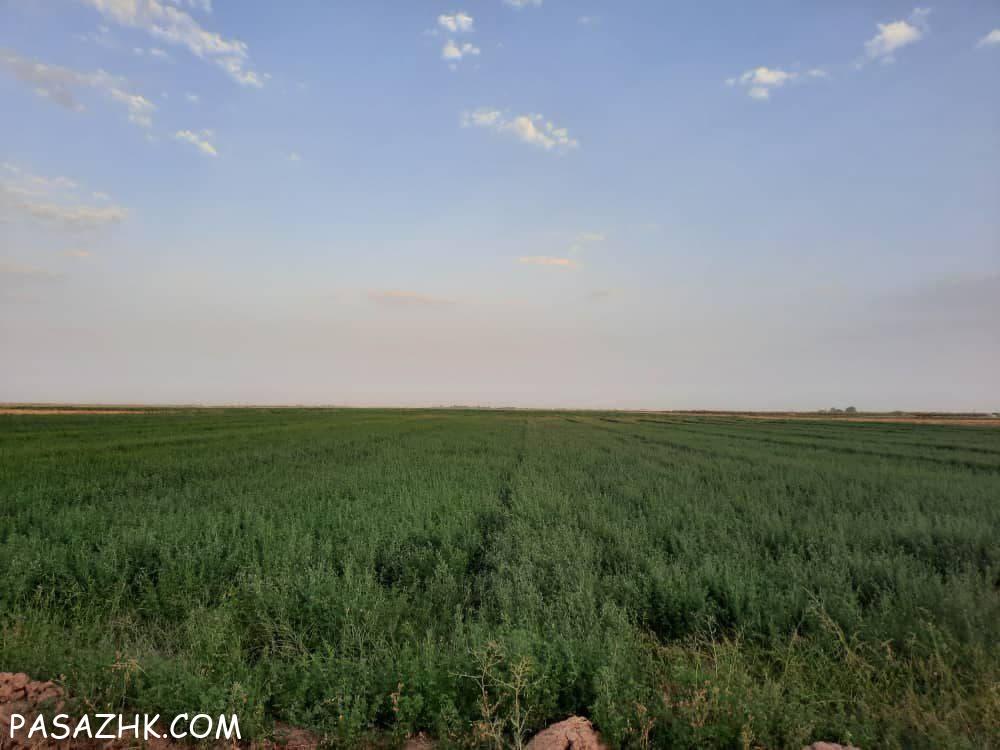 اجاره ۵۰ هکتار زمین کشاورزی دشتابی قزوین