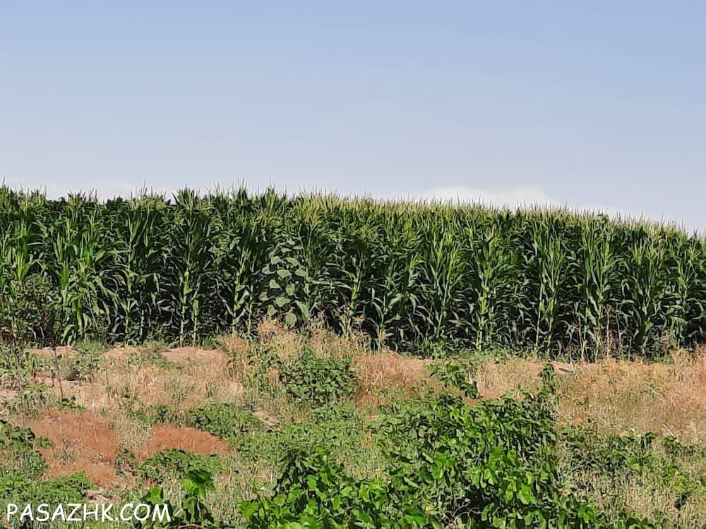 اجاره ۵۰ هکتار زمین کشاورزی دشتابی قزوین