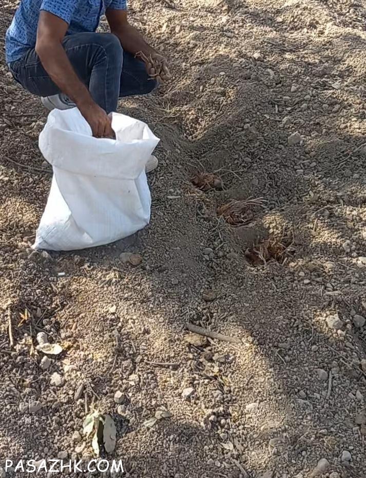 خرید وفروش پیاز زعفران