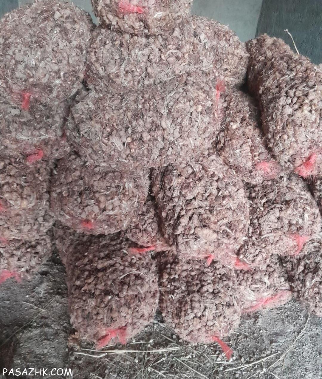 پیاز زعفران