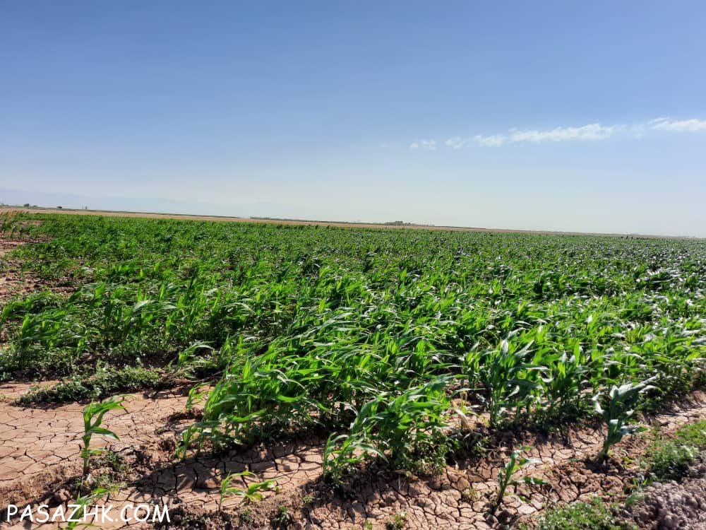 اجاره ۵۰ هکتار زمین کشاورزی دشتابی قزوین