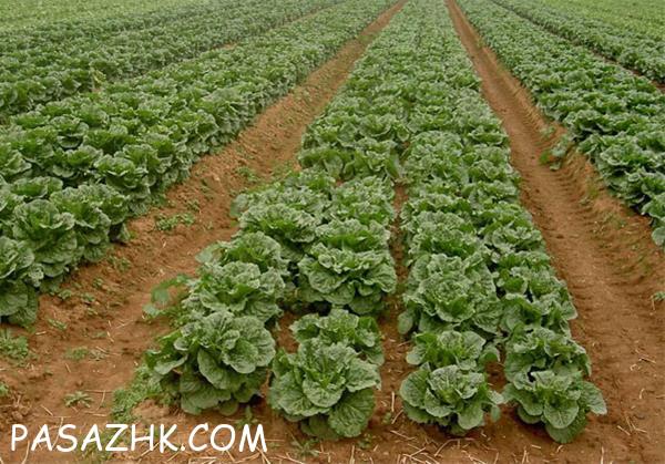 سوپر جاذب آب ویژه کشاورزی، مکمل آبیاری قطره ای