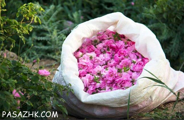 تولید و عرضه تخصصی عرقیات و مکمل‌های طبیعی برای دام‌ها