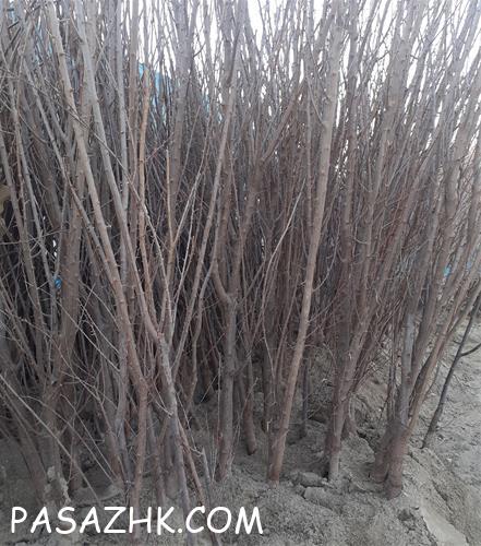 فروش درختان میوه و انواع نهال ها