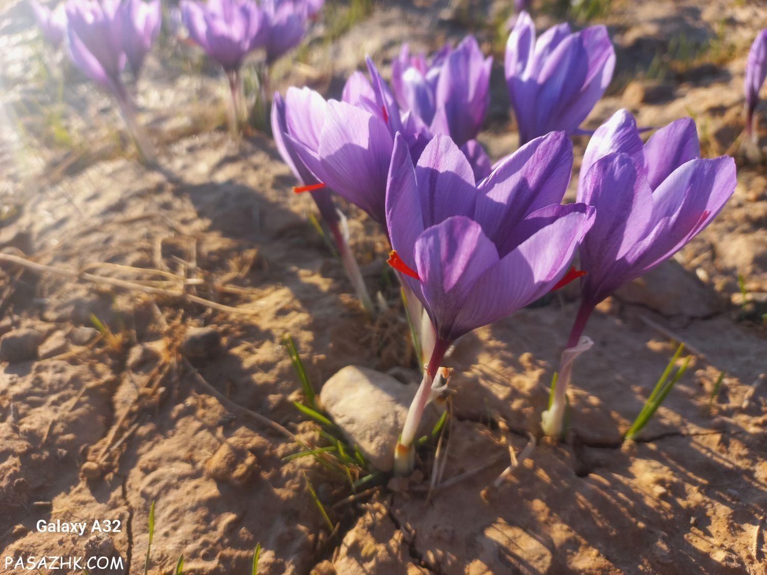 خرید وفروش پیاز زعفران