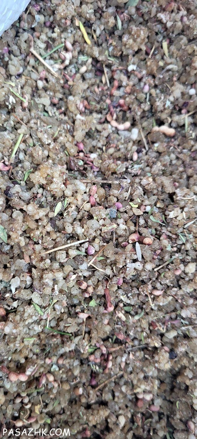 پیاز زعفران